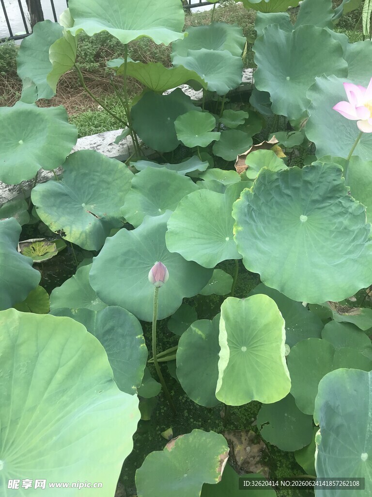 夏日荷塘荷叶荷花景致
