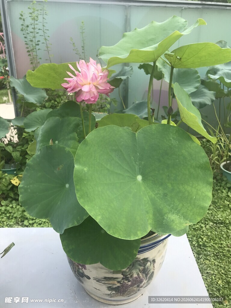 盆栽荷花绽放