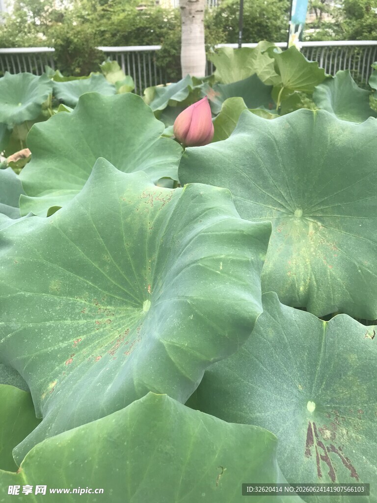 荷塘中硕大的荷叶与荷花