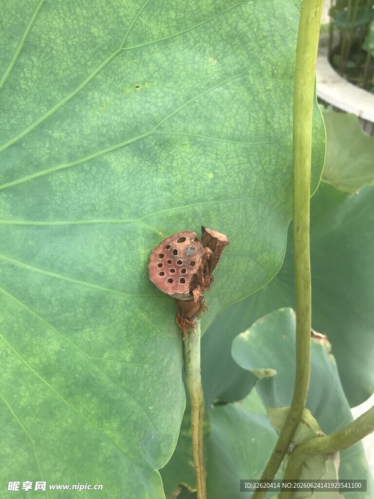 荷叶上的莲蓬