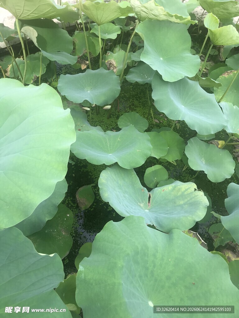 满池荷叶绿意盎然