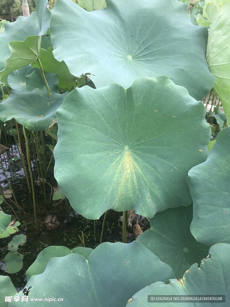 硕大荷叶展绿意