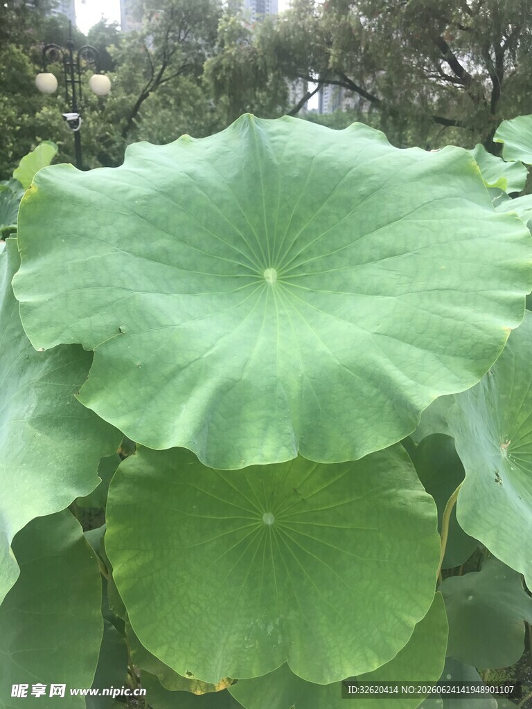 硕大荷叶展绿意