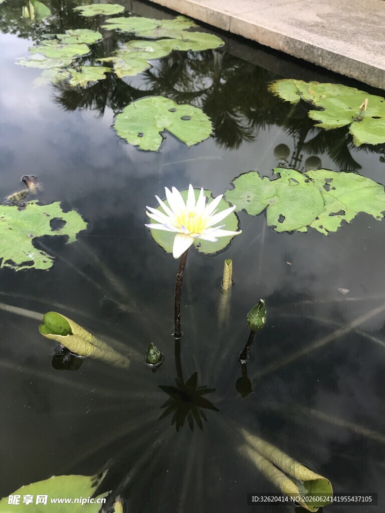 池塘中的白色睡莲与荷叶