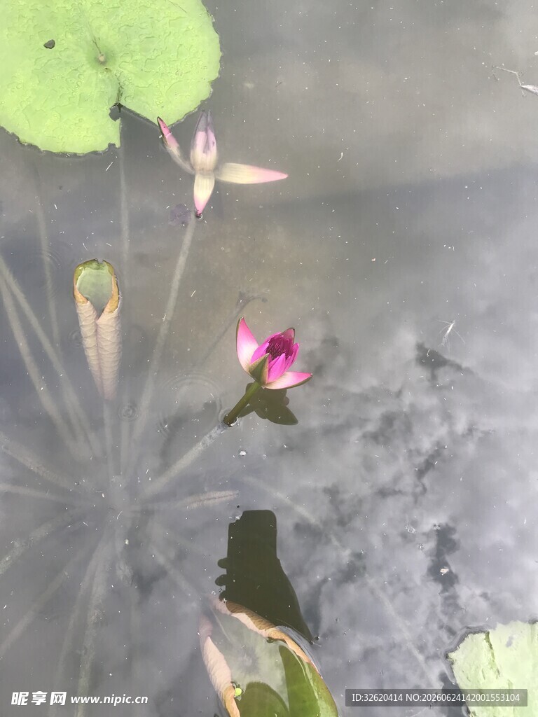 水中绽放的娇艳粉色荷花