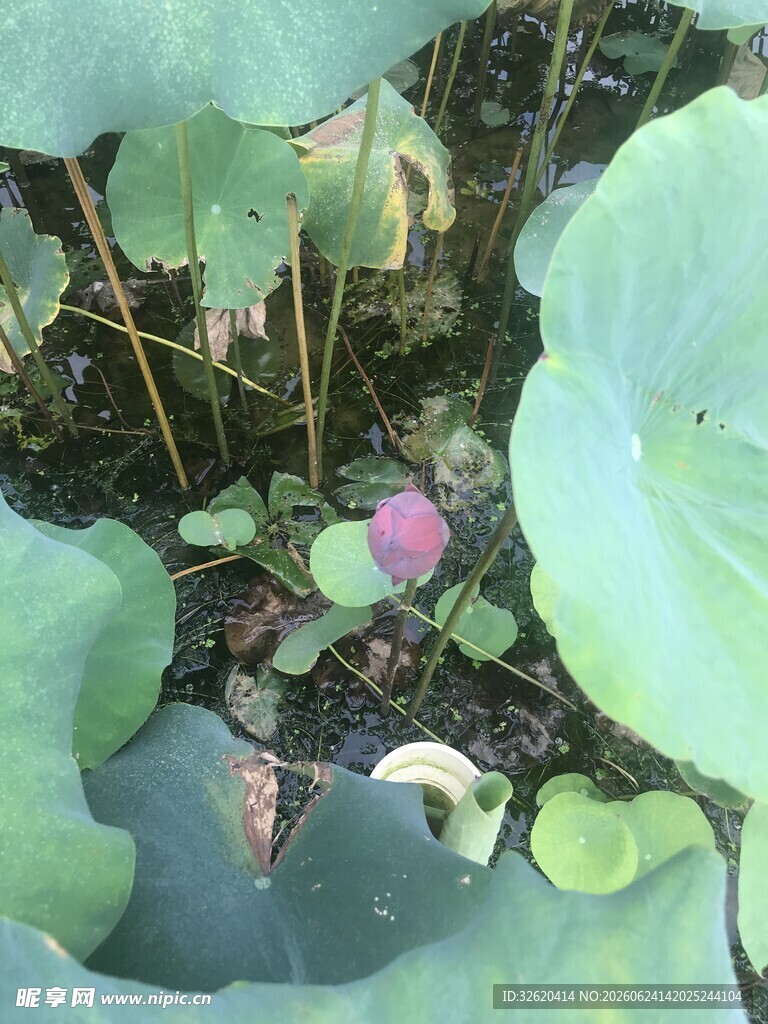 荷塘中含苞待放的荷花