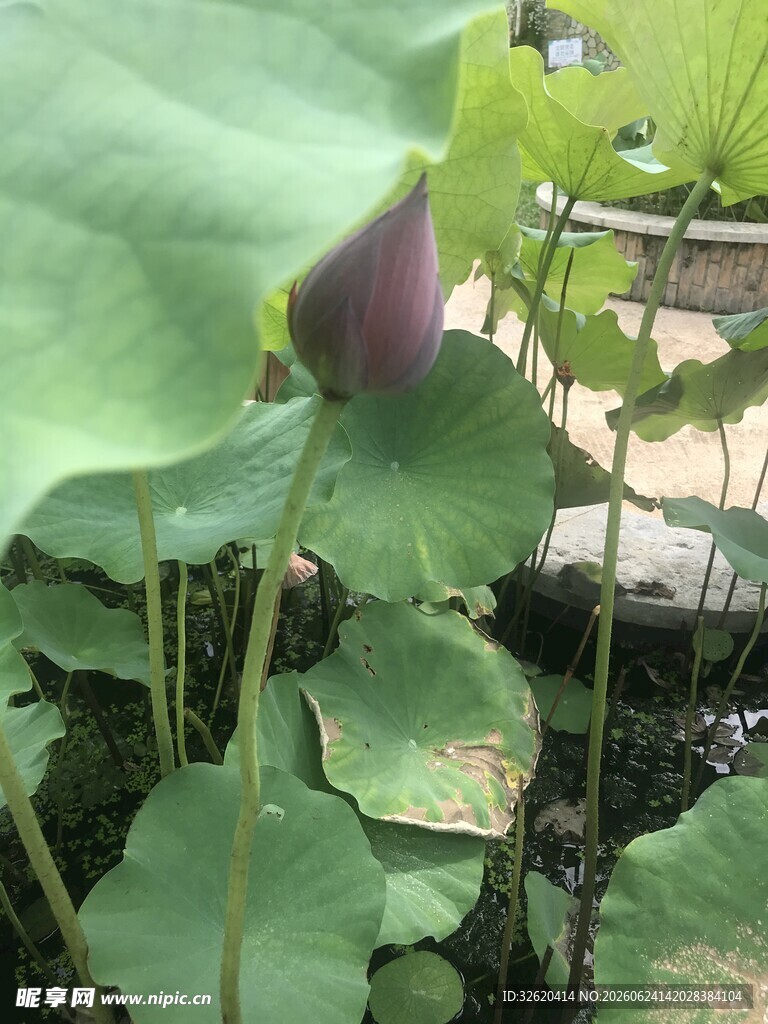含苞待放的荷花