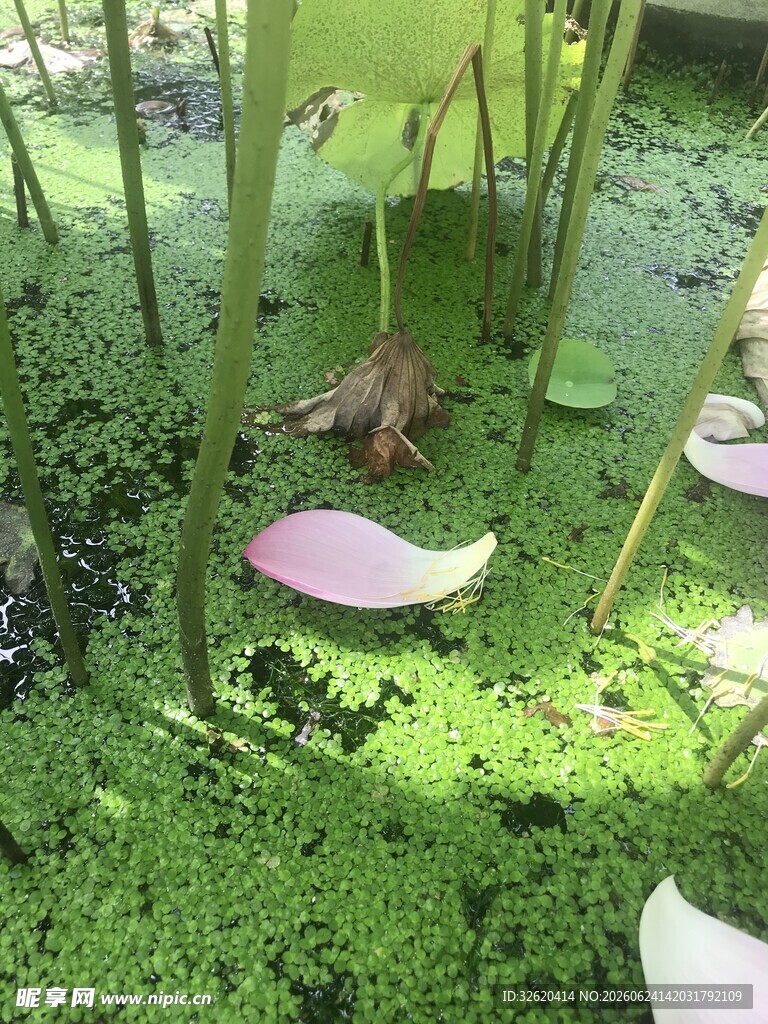 池塘中绽放的荷花与浮萍