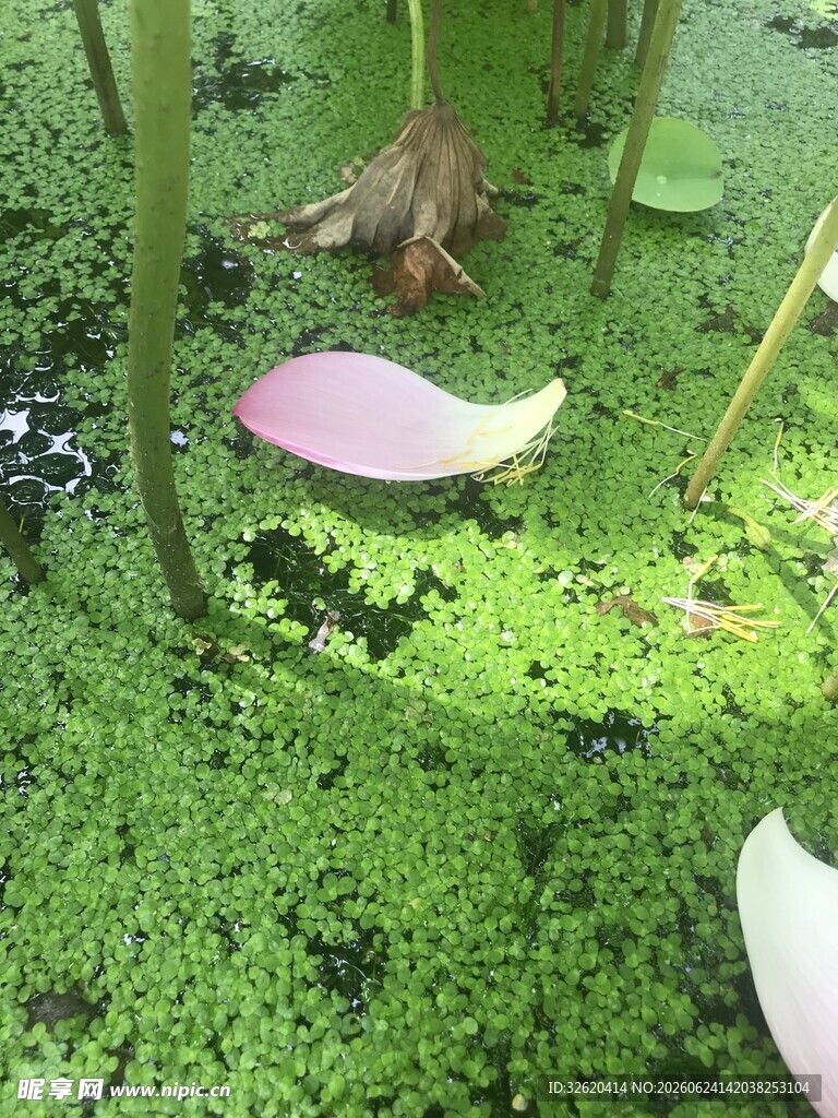 池塘浮萍上的粉色花瓣