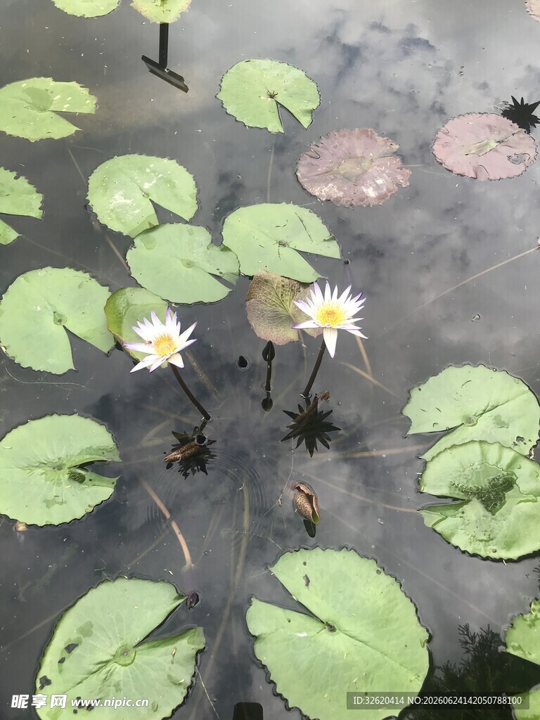 水面上的睡莲与荷叶