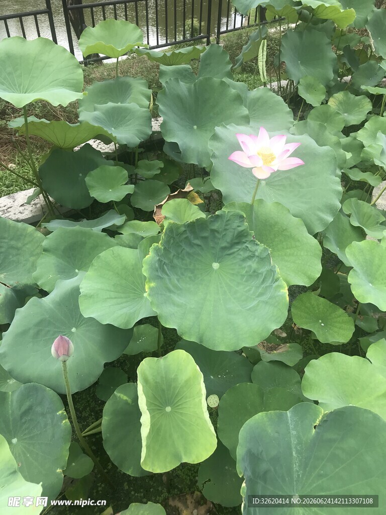 夏日荷塘中的荷花与荷叶