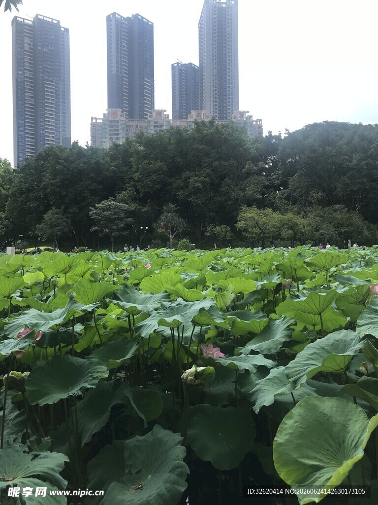 城市中的绿意盎然景观