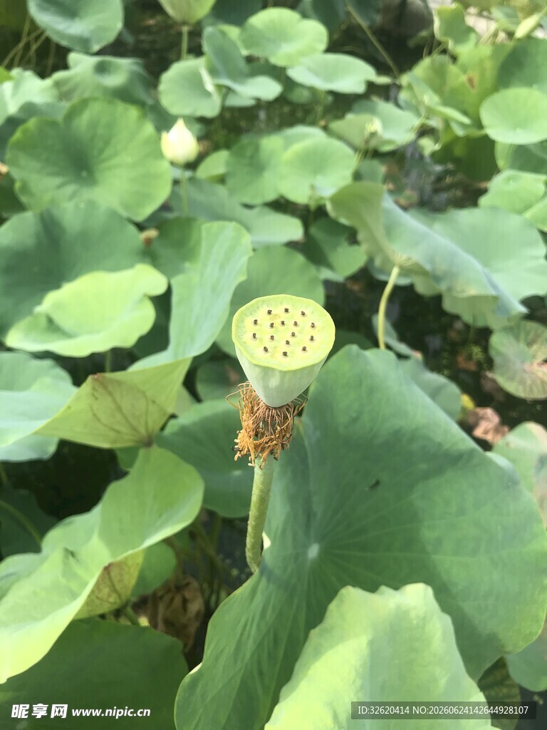 荷塘中绽放的莲蓬