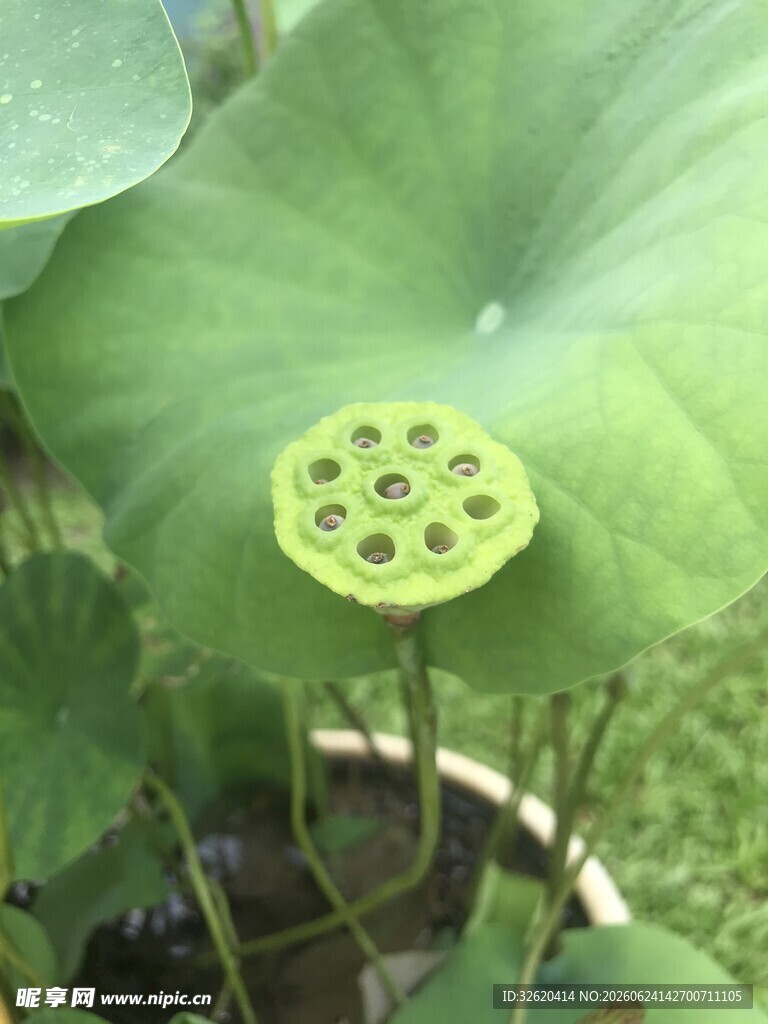 鲜嫩莲蓬