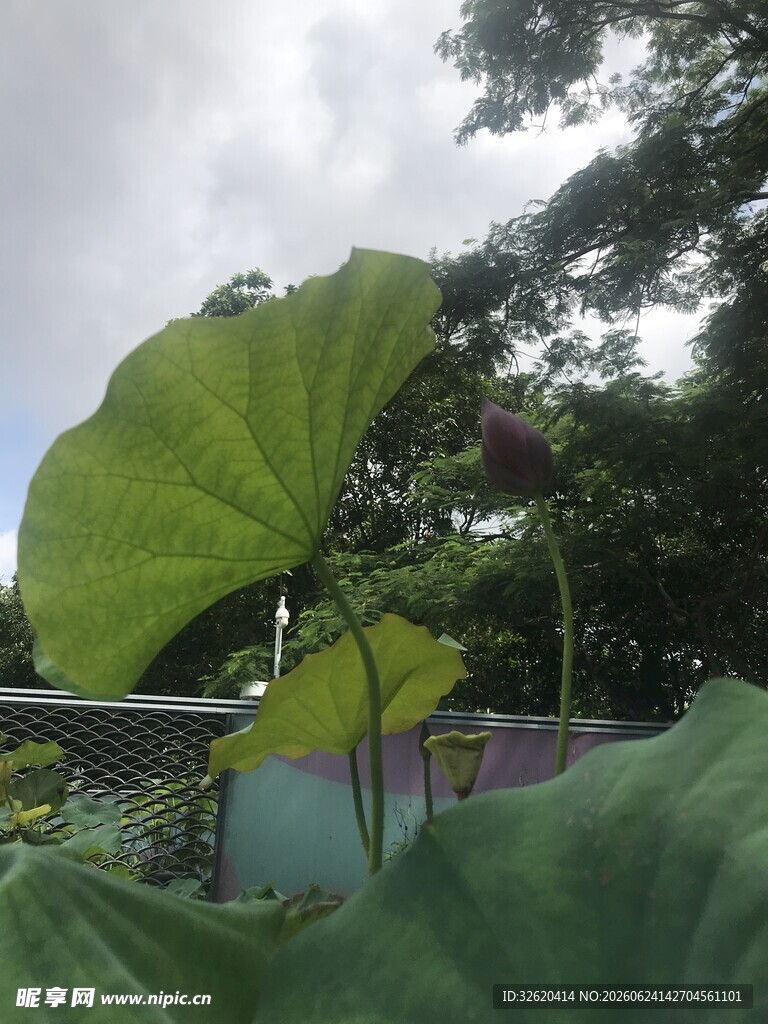 绿叶蓬勃生长的自然景象