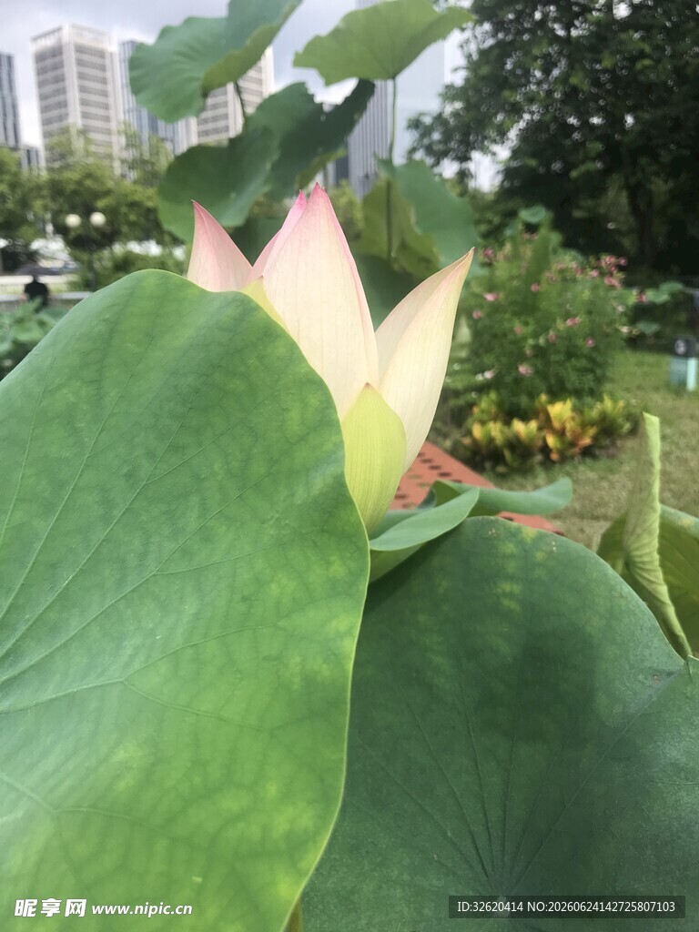 含苞待放的荷花