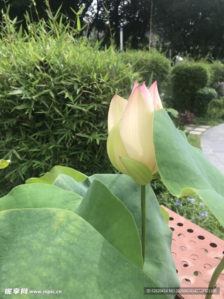 含苞待放的娇艳荷花