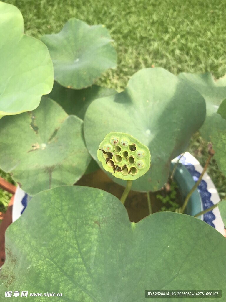 荷叶丛中的莲蓬