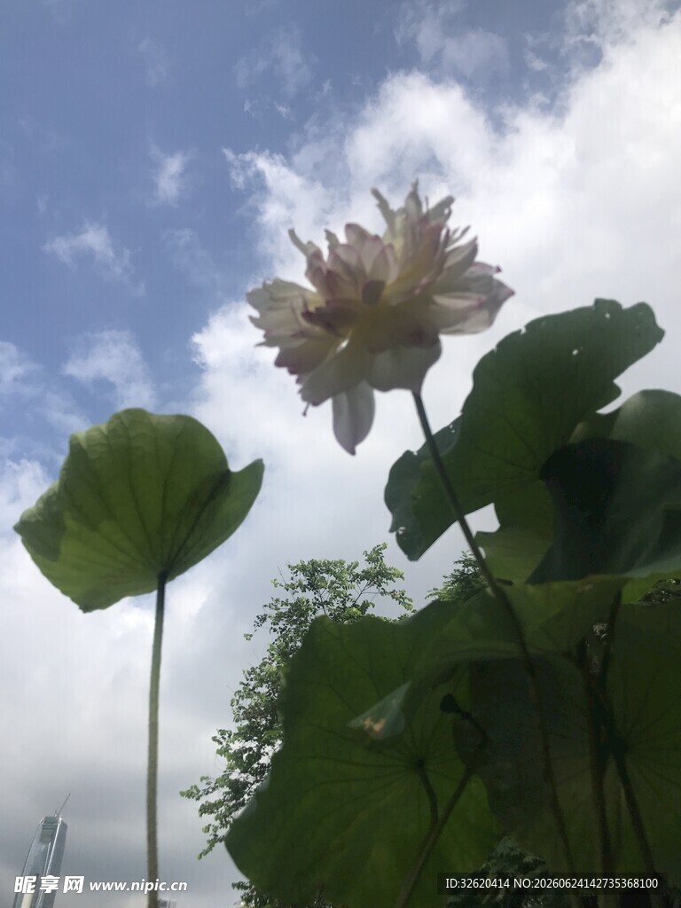 夏日盛开的娇艳荷花