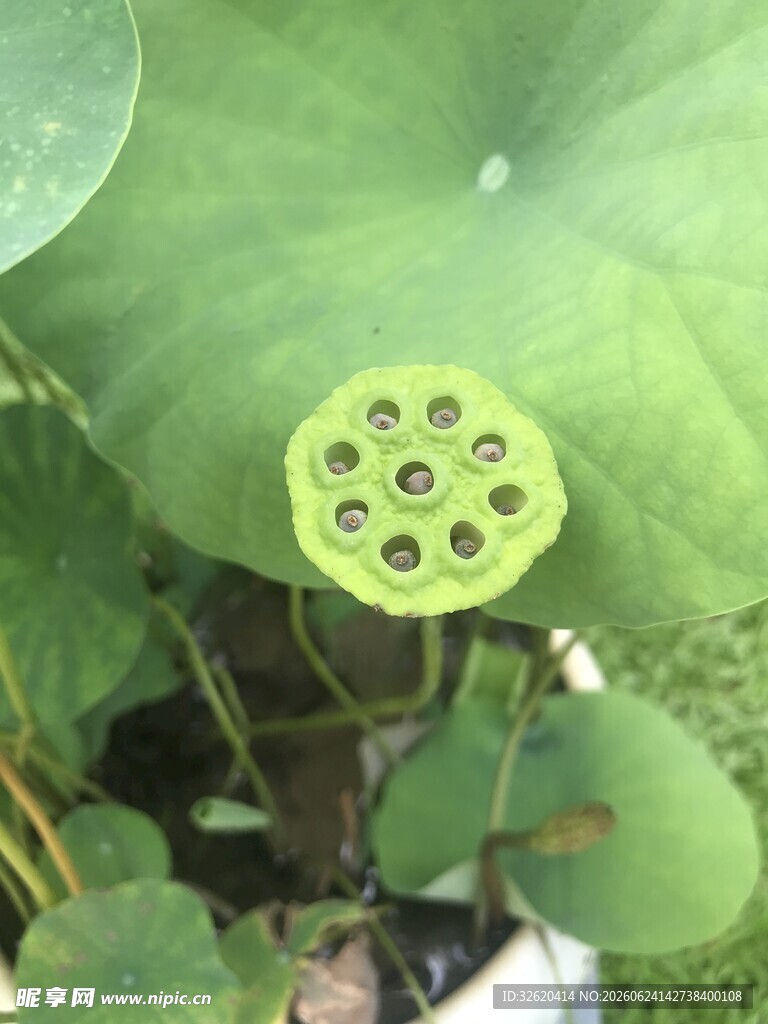 翠绿莲蓬立于荷叶间