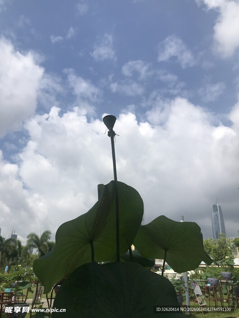 荷叶