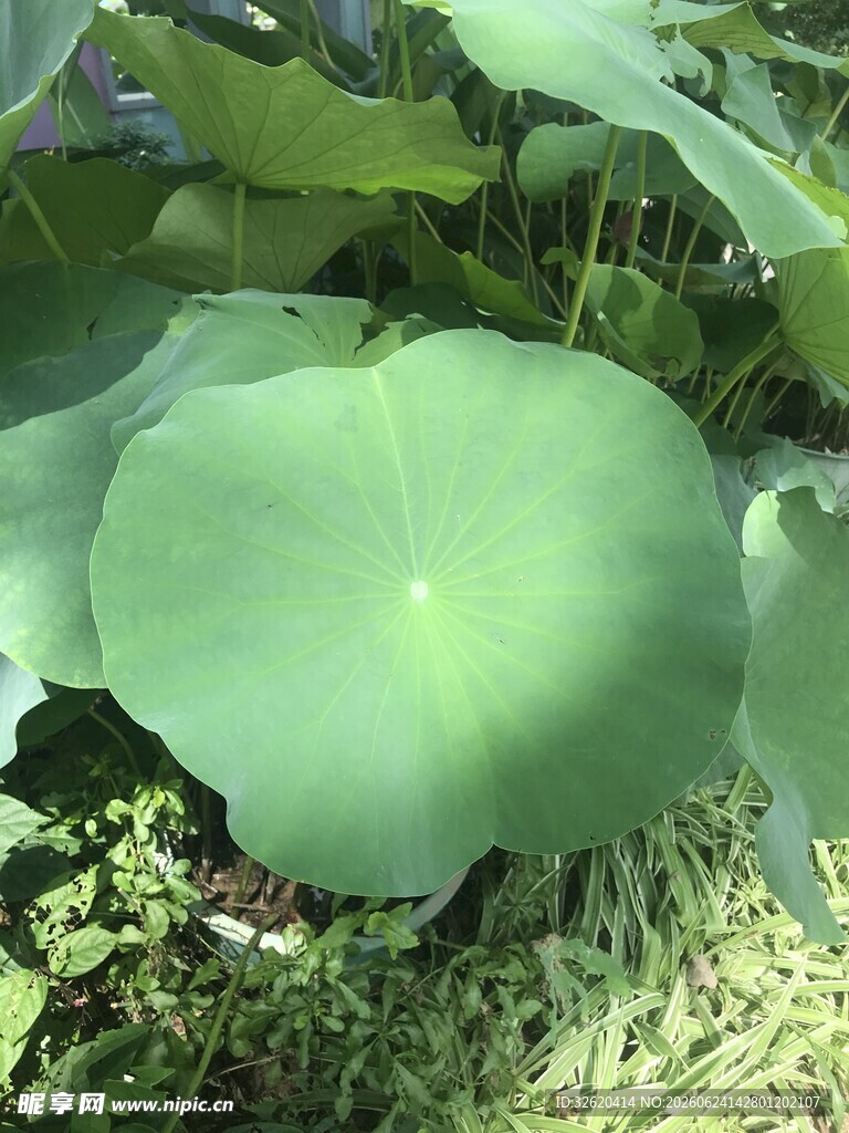 翠绿荷叶