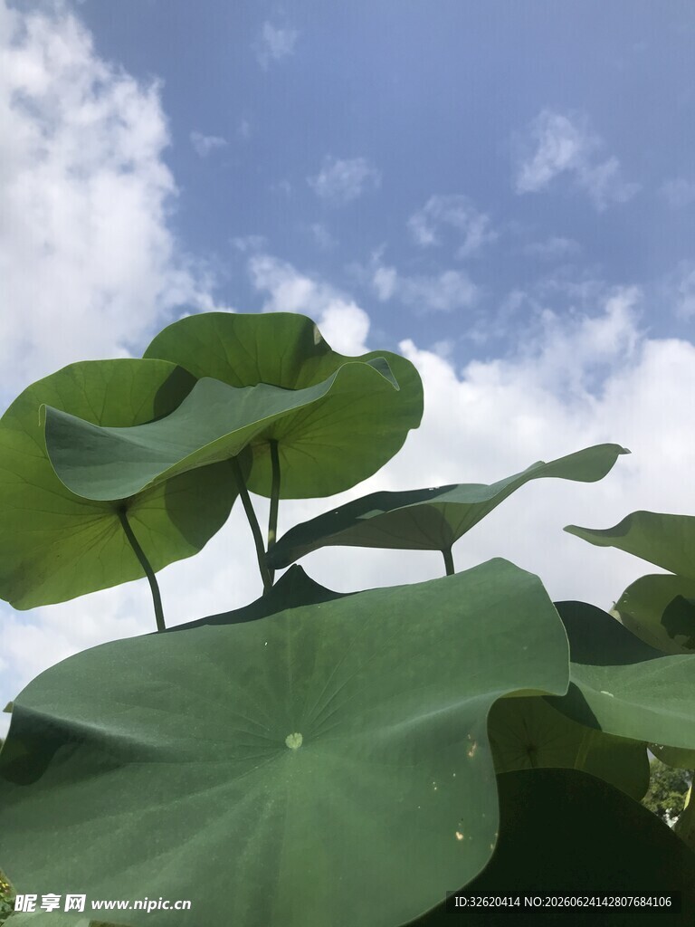 夏日荷叶映蓝天