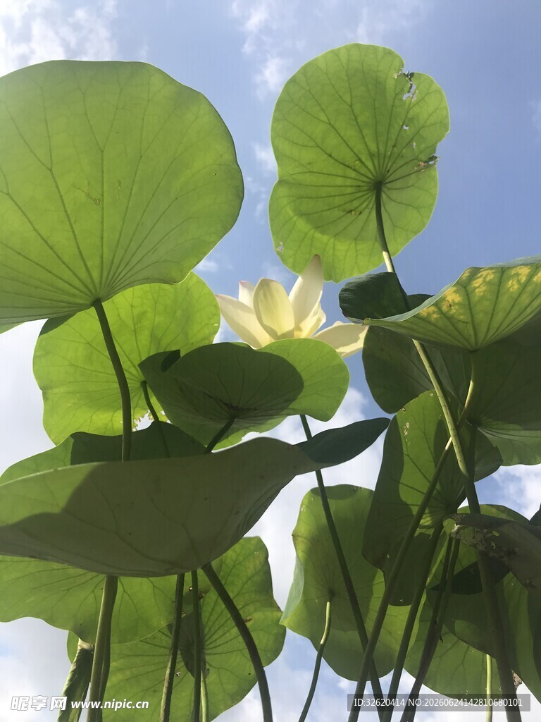 夏日荷塘荷叶荷花美景