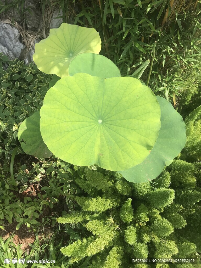 翠绿荷叶