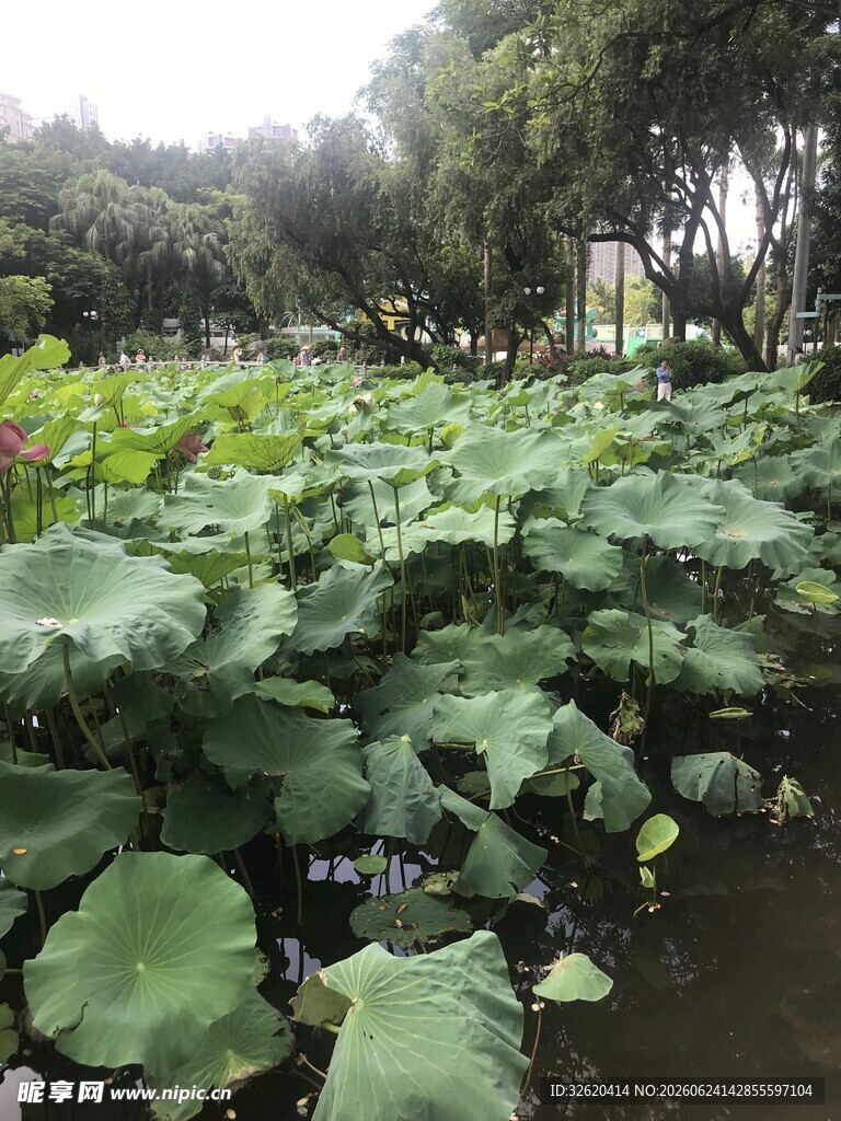 夏日荷塘绿意盎然