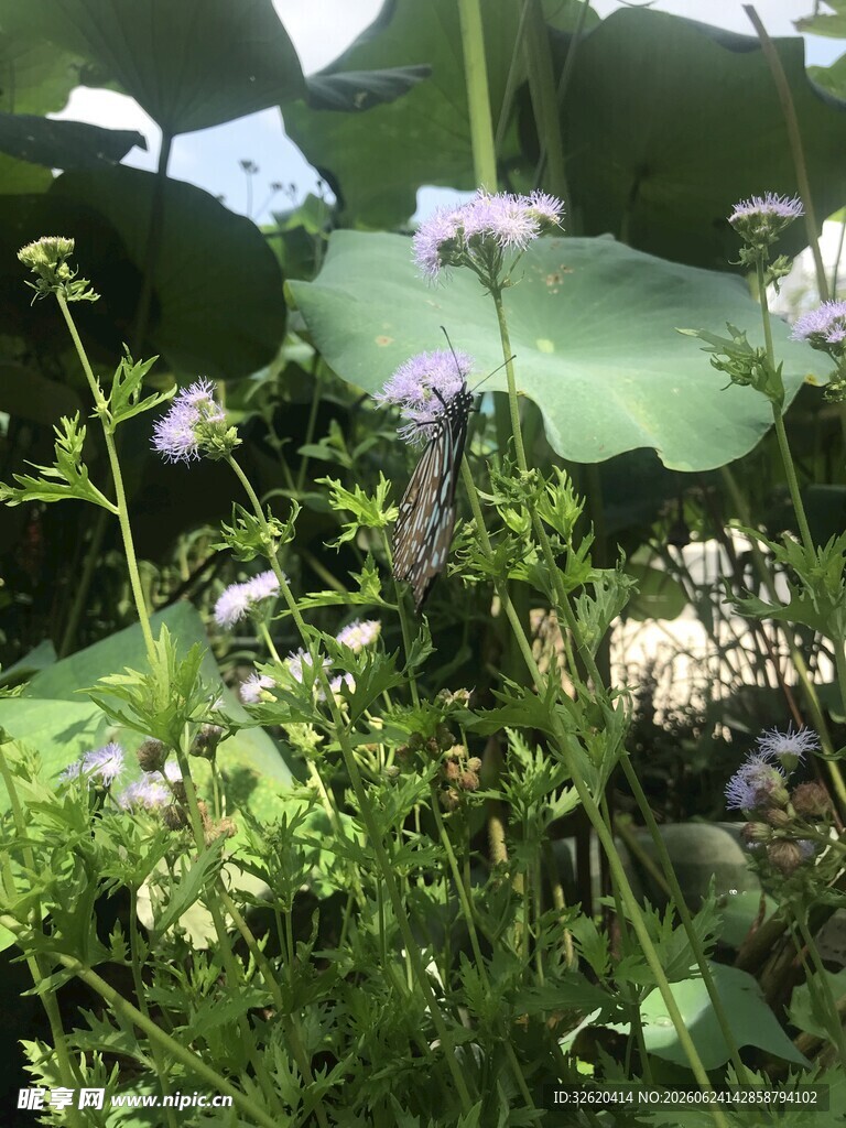 荷塘边的繁茂绿植