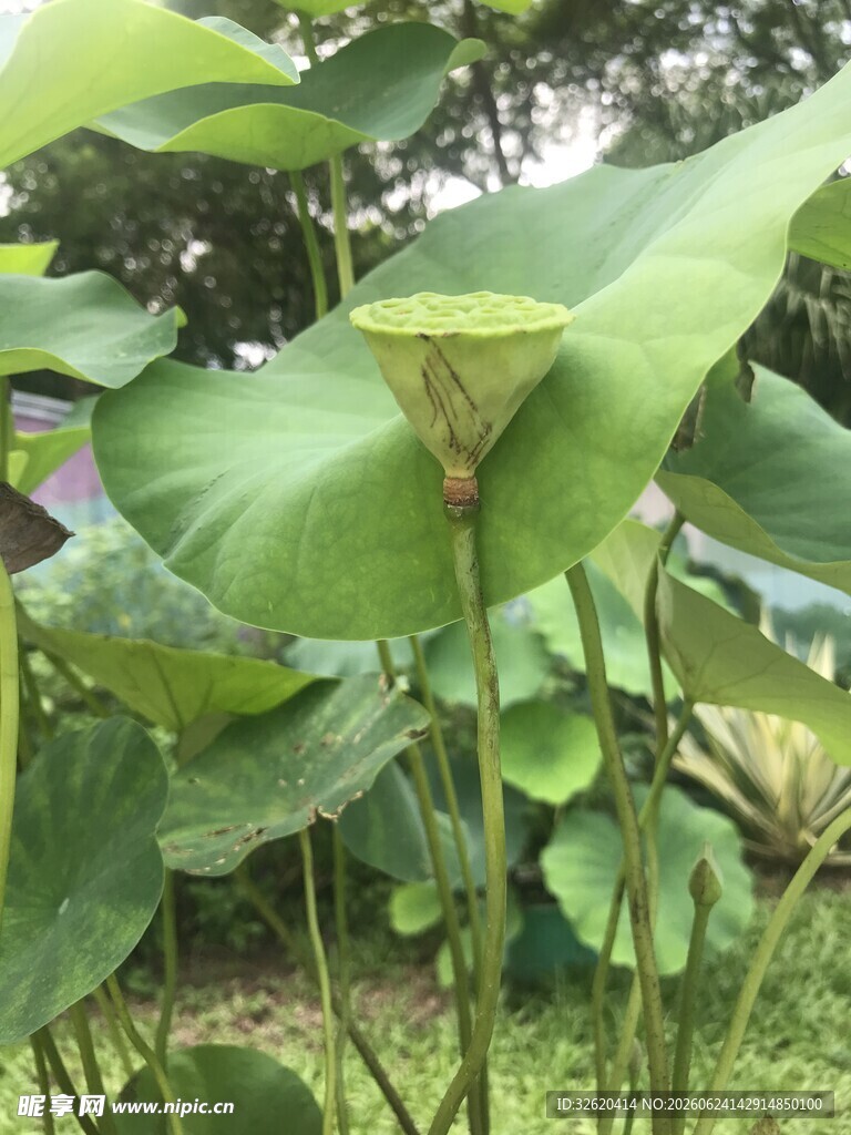 大片荷叶生机盎然