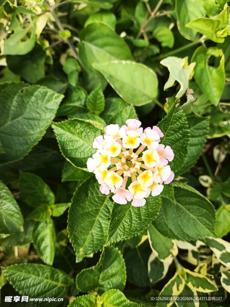 马缨丹