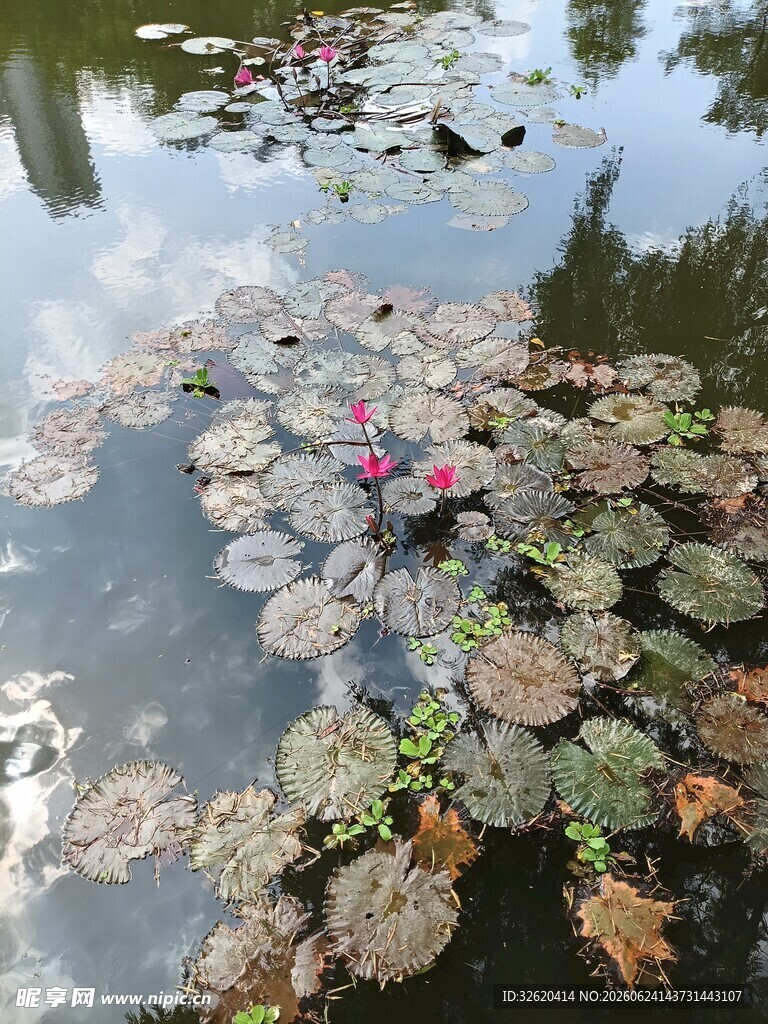 池塘中的睡莲与荷叶