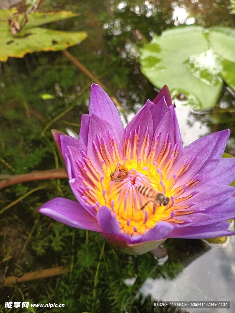 睡莲