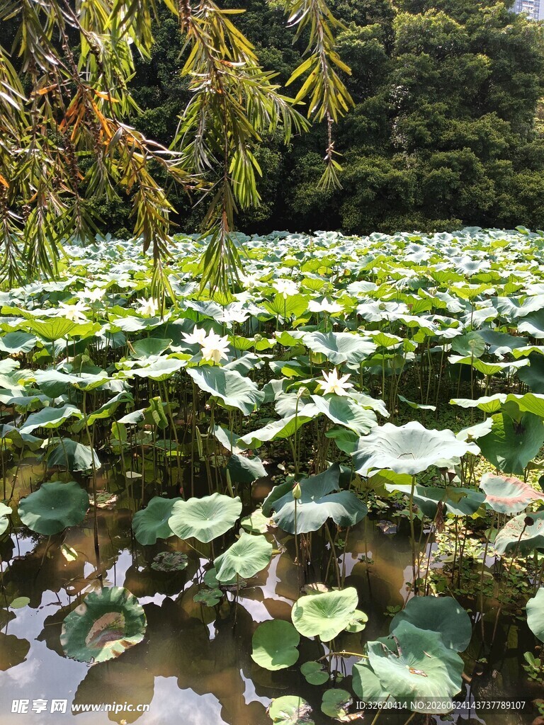 荷塘绿意浓