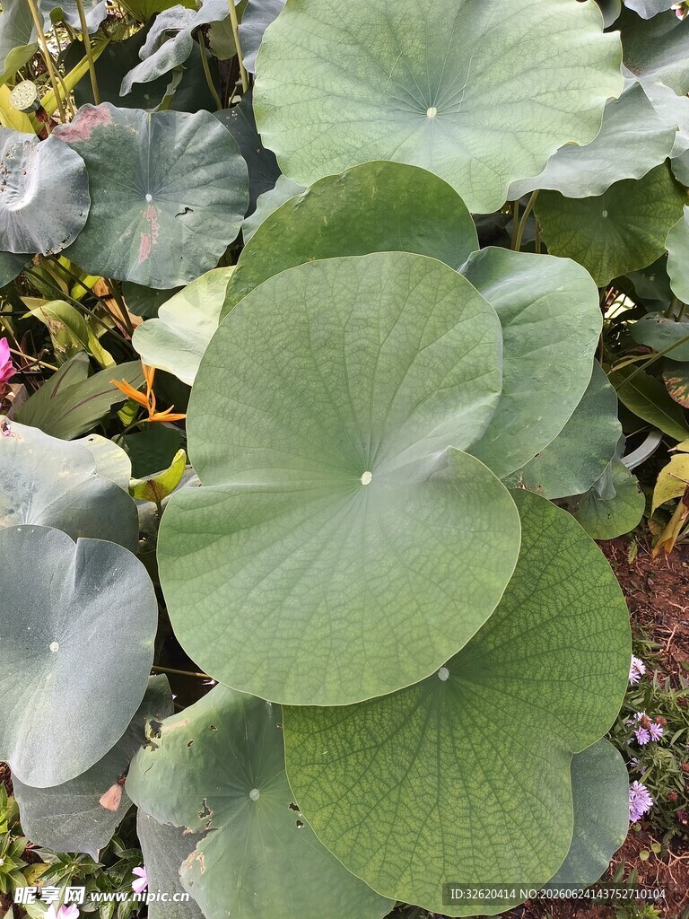 翠绿荷叶生机盎然