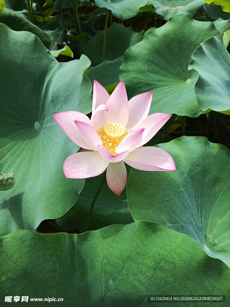 荷花