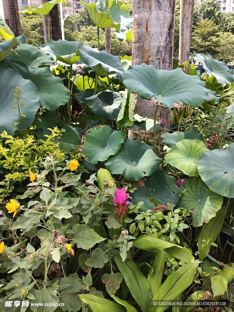 多彩植物景观