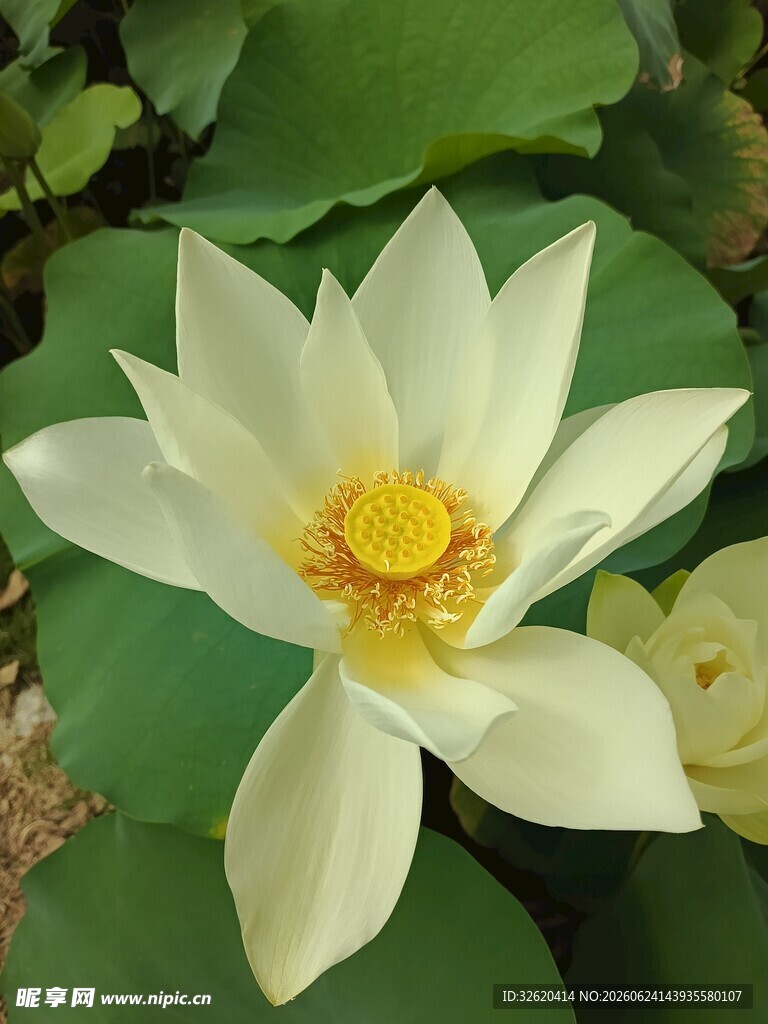 洁白荷花绽放