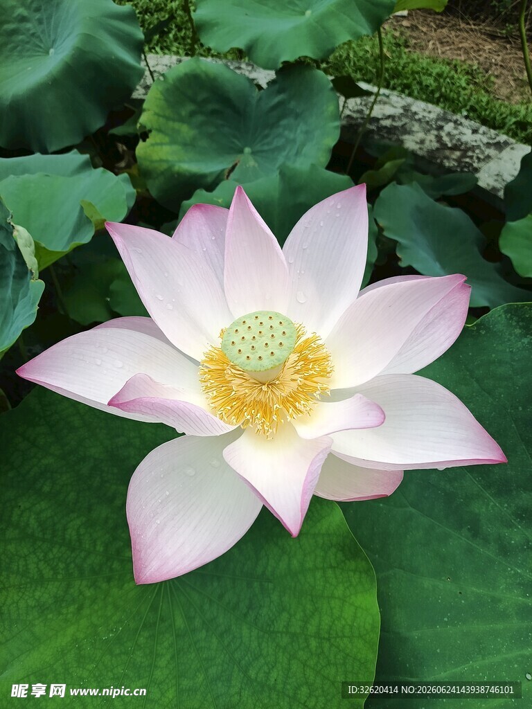 荷花