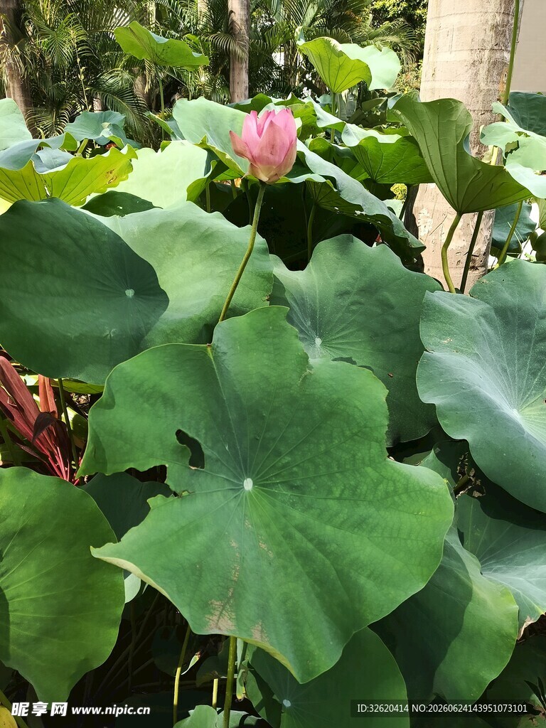 荷塘里绽放的娇艳荷花