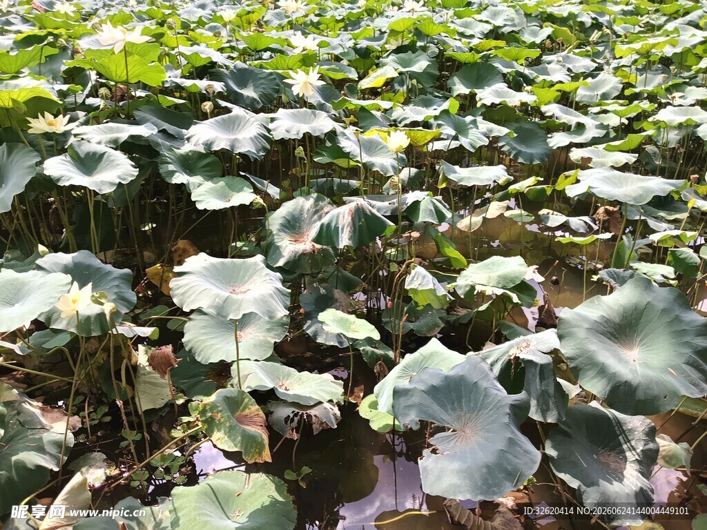 翠绿荷叶铺满荷塘