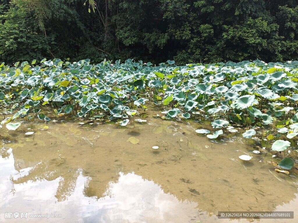荷塘绿意浓
