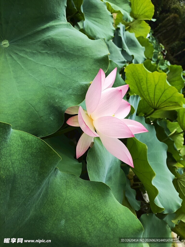 荷花