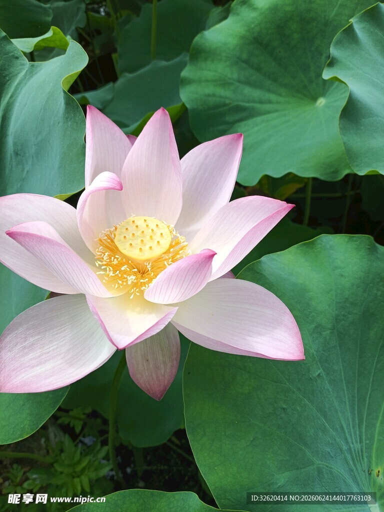 荷花