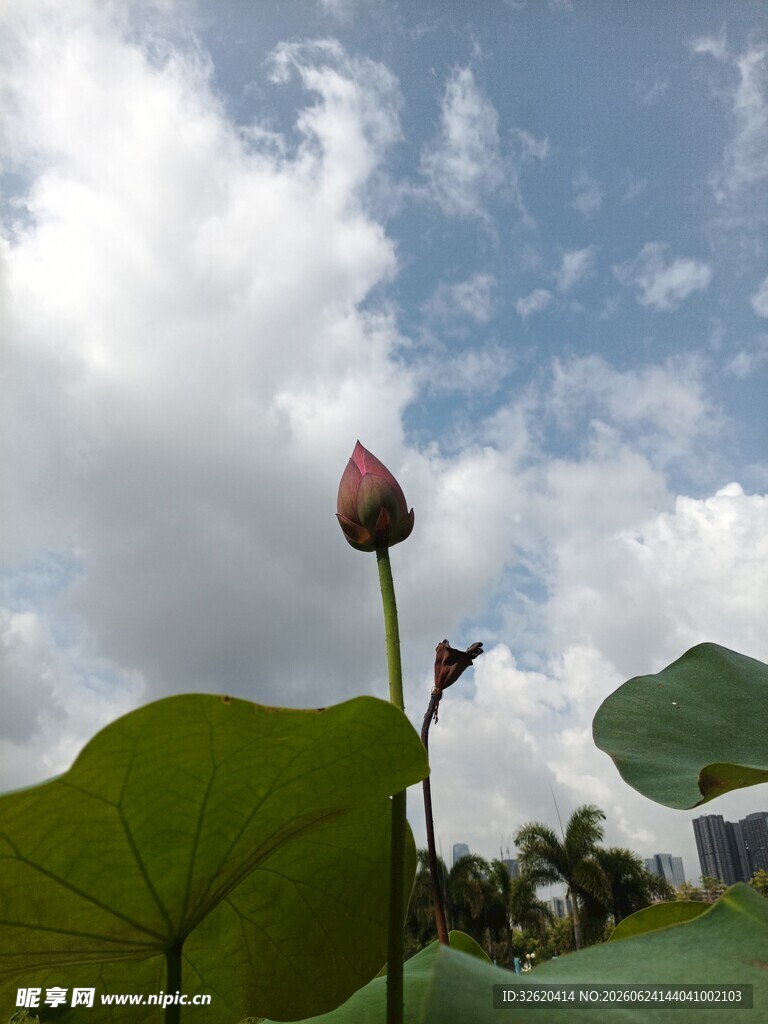 含苞待放的荷花与绿叶