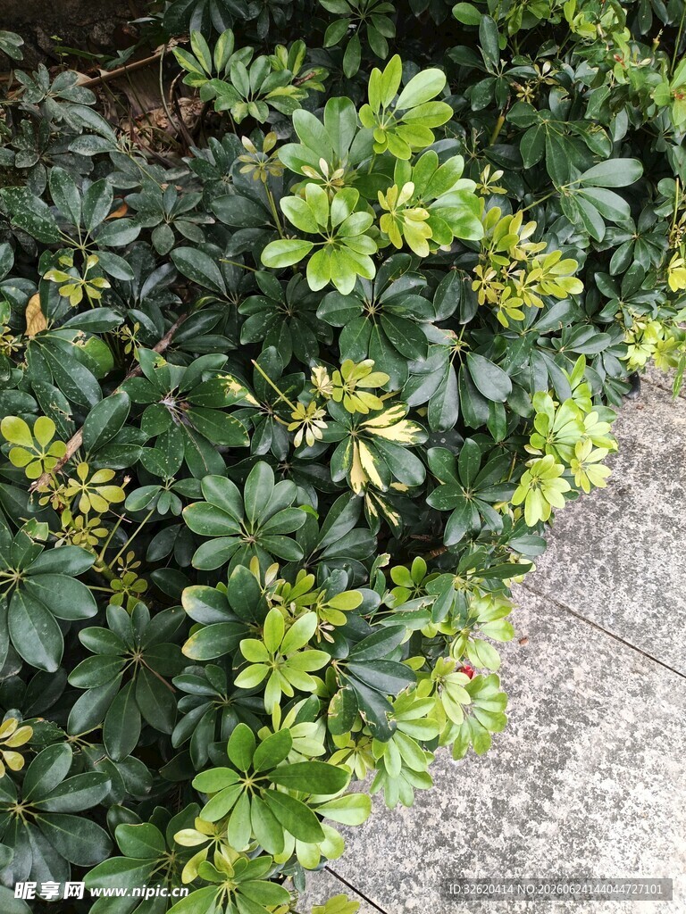 绿叶繁茂的灌木丛