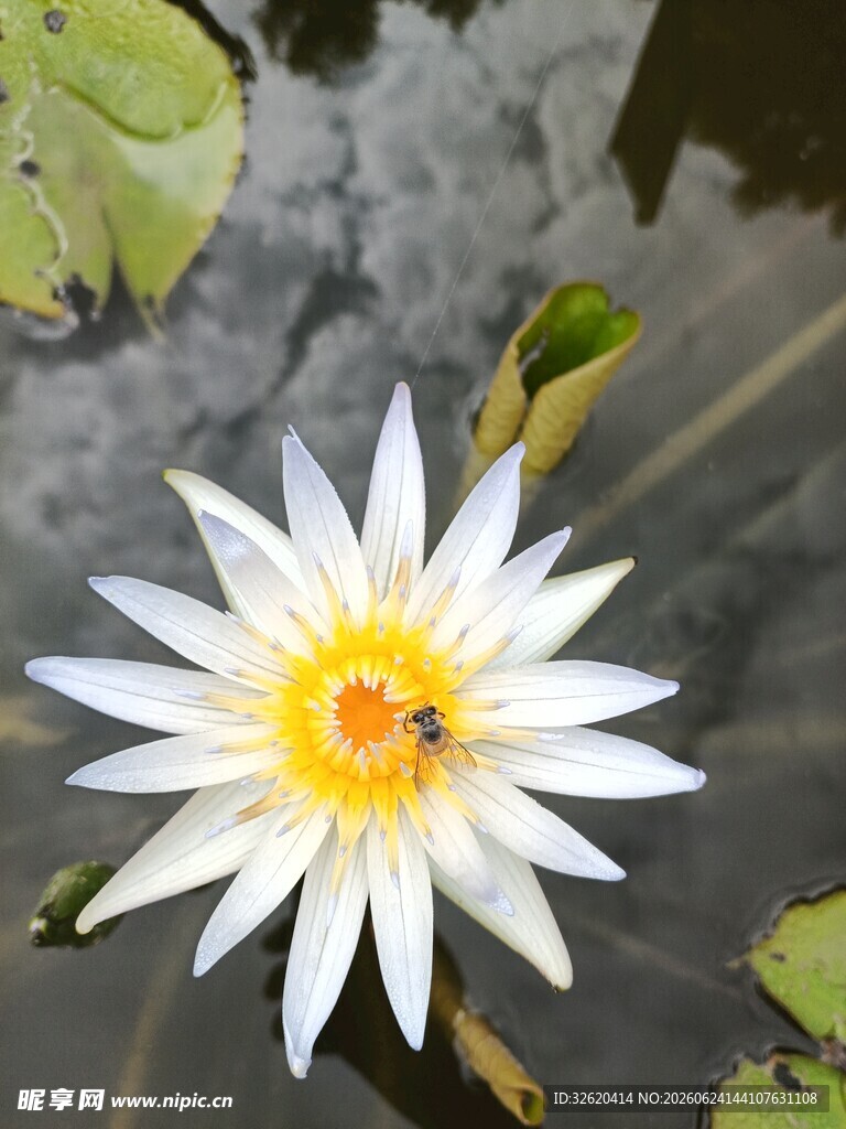 睡莲