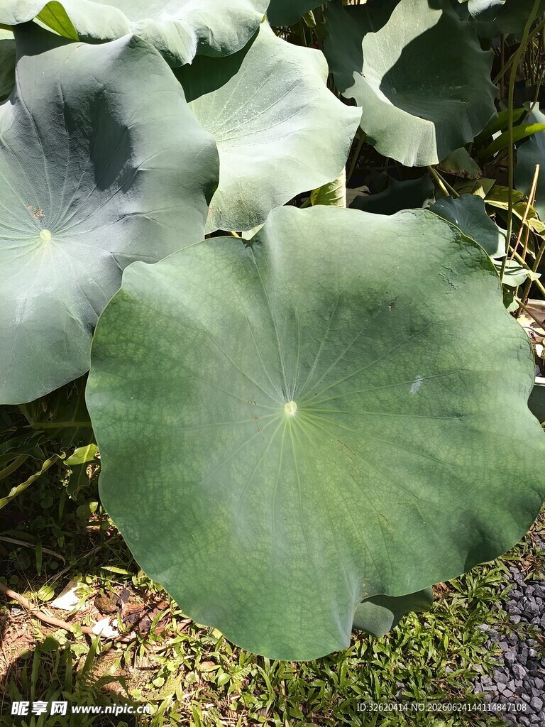 硕大荷叶